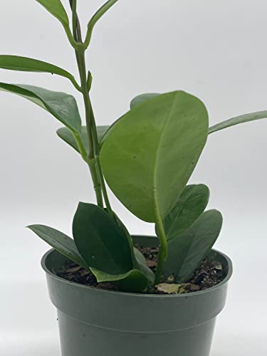 BubbleBlooms Hoya Australis in a 4 inch Pot