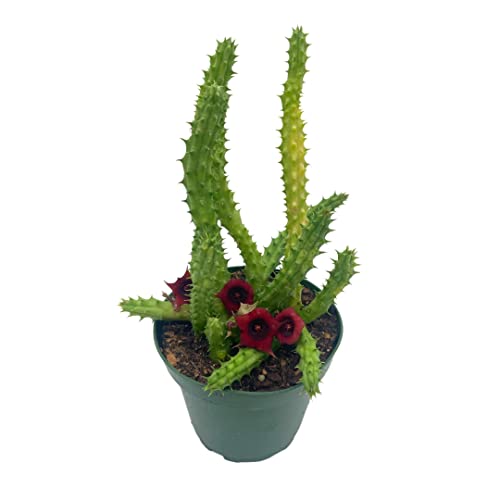 BubbleBlooms Huernia Red Dragon Stapelia Cactus/Huernia penzigii, in 4 inch Pot