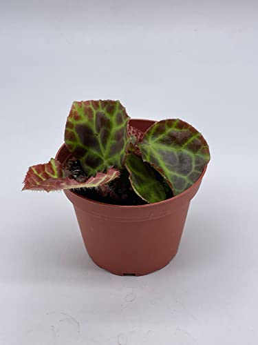 BubbleBlooms Harmony's Begonia Rajah in a 4 inch Pot Extremely Rare Homegrown Exclusive