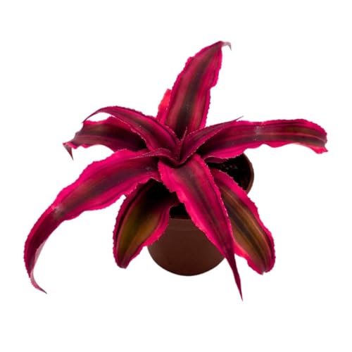BubbleBlooms Cryptanthus Bivittatus in a 2 inch Pot, Tiny Mini Pixie Plant, Bright Pink