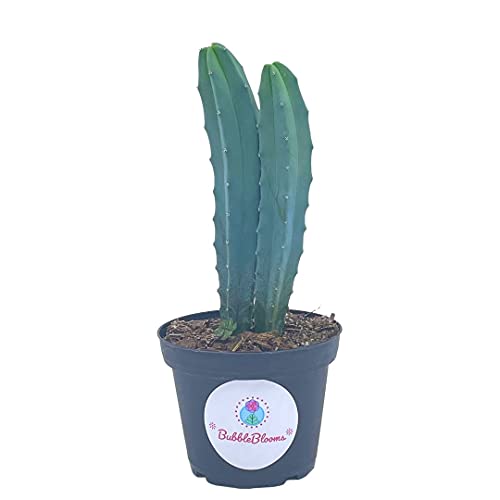 BubbleBlooms Blue Myrtle-Cactus, Myrtillocactus Geometrizans, Blue Candle Stick Cactus, in 4 inch Pot, Long Well Rooted & Healthy