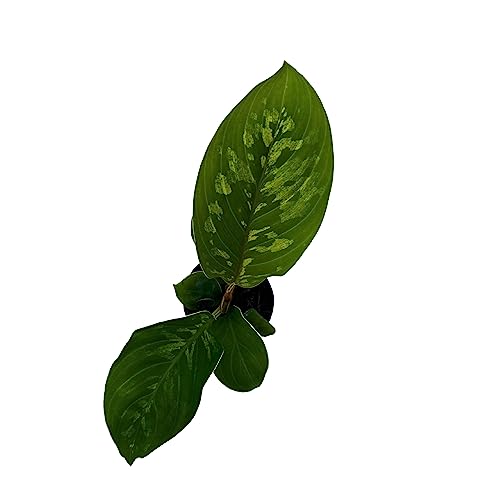 BubbleBlooms Homalomena Camouflage in a 2 inch Pot