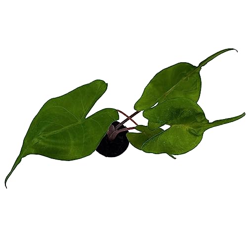 BubbleBlooms Alocasia Stingray, Alocasia Macrorrhiza, Giant Taro, Elephant Ear in 2 inch Pot