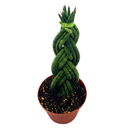 sansevieria çiçeği BubbleBlooms Braided Snake Plant African Spear Sansevieria 2 inch Set of 3