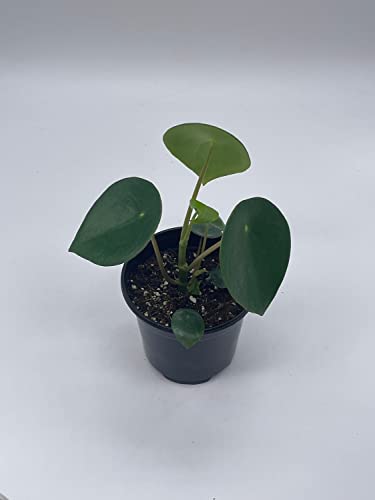 BubbleBlooms Peperomia Polybotrya in a 4 inch Pot Raindrop Tear Drop Pilea Pixie