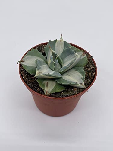 BubbleBlooms Agave Potatorum, 3 inch, Variegated Rare Agave Aloe Cactus