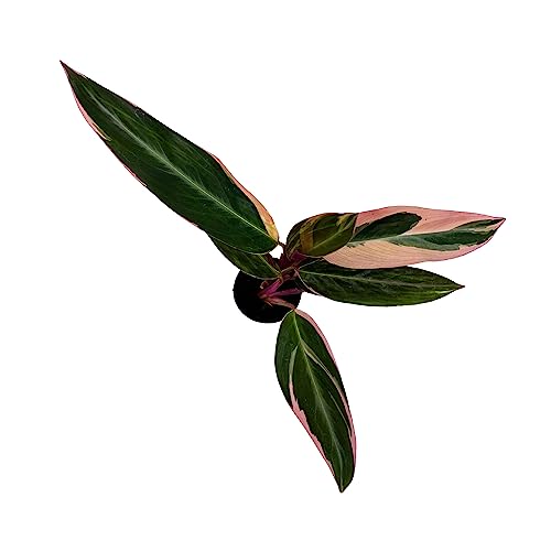 BubbleBlooms Stromanthe Triostar Sanguinea in a 2 inch Pot