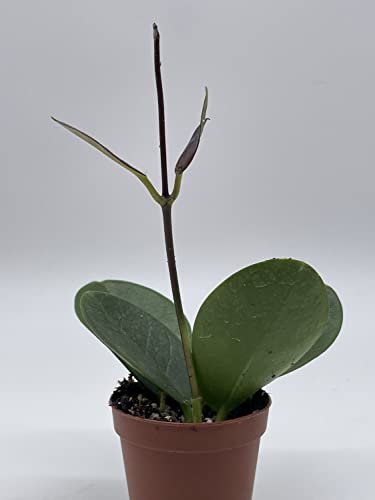 BubbleBlooms Hoya Australis in a 2 inch Pot, Live Rooted Potted Tiny Mini Pixie Plant