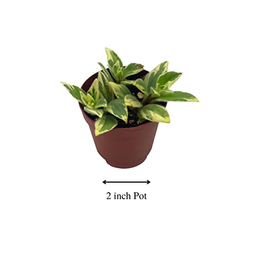 BubbleBlooms Columnea Light Prince Goldfish Plant 2 inch hirta Lipstick Tiny Mini Pixie Arrangement-Sized Plant