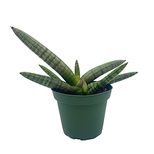 BubbleBlooms Sansevieria Starfish Snake Plant in a 4 inch Pot