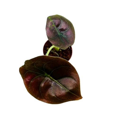 BubbleBlooms Alocasia Red Secrets, 2 inch Cuprea Rare Jewel Alocasia Starter Tiny Mini Pixie Plants