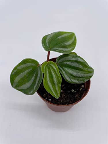 BubbleBlooms Peperomia Mini Watermelon in a 2 inch Pot, Pep verschaffeltii