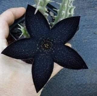 Stapelia Similis, Similar Stapelia, 4 inch Pot, Black Starfish Flower, Rare Huernia