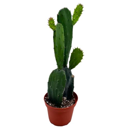 BubbleBlooms Opuntia ficus-Indica, Prickly Pear Cactus, Rare Cactus in a 4 inch Pot Well Rooted