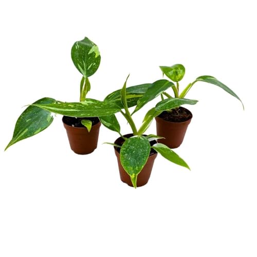 BubbleBlooms Philodendron White Princess, 2 inch Set of 3, Variegated Philo Tiny Mini Pixie Plants