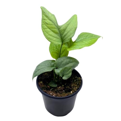 BubbleBlooms Amydrium Medium Silver False Dandelion in a 4 inch Pot Spiderman Monstera Blue dawnflower