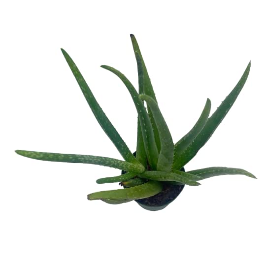 Aloe Vera, in a 4 inch Pot, Aloe barbadensis Miller/Natural Aloe Vera Gel Plant Regular Sized
