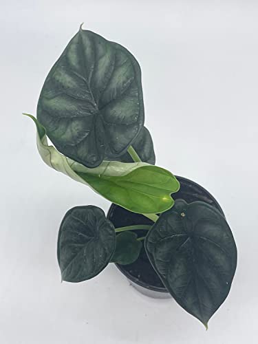BubbleBlooms Alocasia Dragon Scale, Alocasia Baginda, Black Dragon Scale, Rarest Alocasia, in a 4 inch Pot