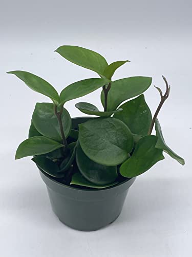 BubbleBlooms Hoya Carnosa Chelsea in a 4 inch Pot