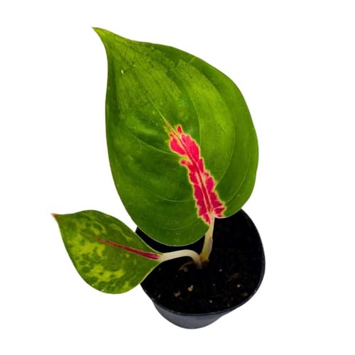 BubbleBlooms Red King in a 2 inch Pot Red Stripe Aglaonema commutatum