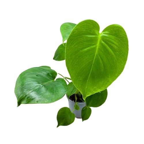 BubbleBlooms Monstera Deliciosa, 4 inch Split-Leaf Philo, Original Swiss Cheese Philodendron, Minimal Holes