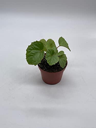 BubbleBlooms Harmony's Miri, Begonia Rex in a 4 inch Pot Red Hairs