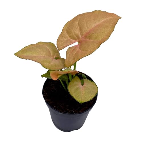 BubbleBlooms Neon Pink Syngonium, 2 inch Arrow Head Vine Vining Indoor Plant