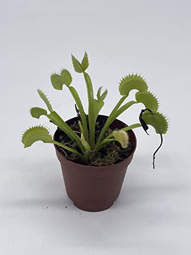 BubbleBlooms Carnivorous Plant in 2 inch Pot, Perennial Living Bug Catcher Tiny Mini Pixie Plant