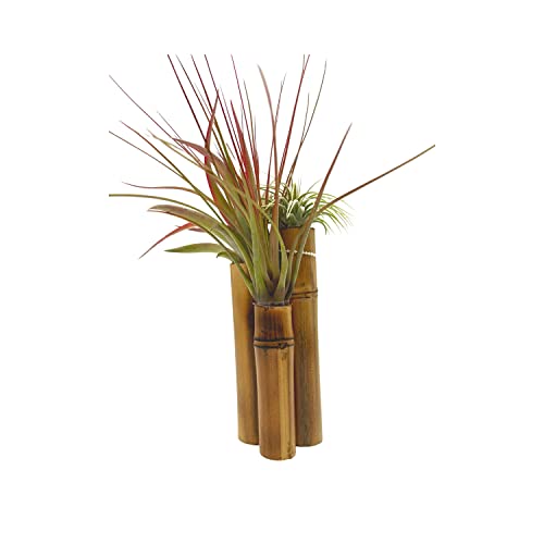 BubbleBlooms Bamboo Tillandsia Garden Mounted and Planted Moss, Air Plant Decoration