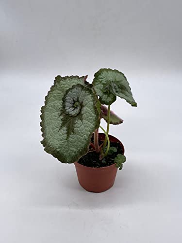 Begonia Escargot, Painted-Leaf Begonia, 4 inch, Escargot Variegation