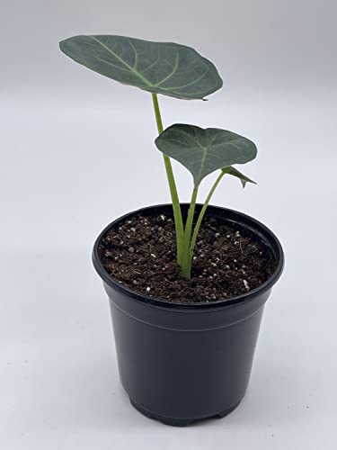 BubbleBlooms Alocasia Regal Shield in a 4 inch Pot Very Rare Elephant's Ear
