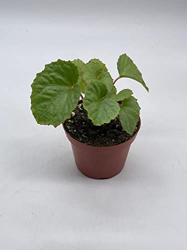 BubbleBlooms Harmony's Miri, Begonia Rex in a 4 inch Pot Red Hairs