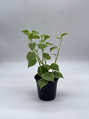 BubbleBlooms Cupid Peperomia, Variegated Peperomia Serpens in a 4 inch Pot Heart-Shaped Leaves