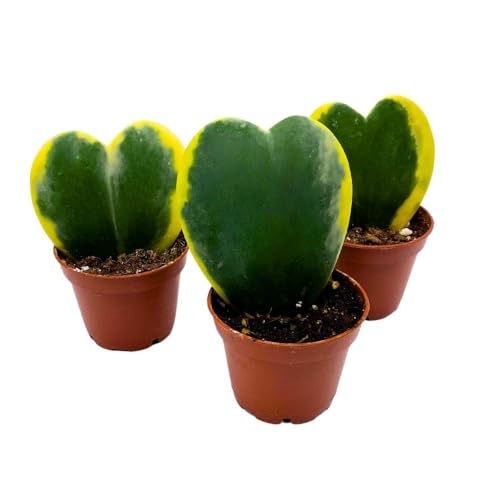 BubbleBlooms Variegated Hoya Kerrii, 2 inch Set of 3, Sweetheart Plant Valentine Tiny Mini Pixie Plants