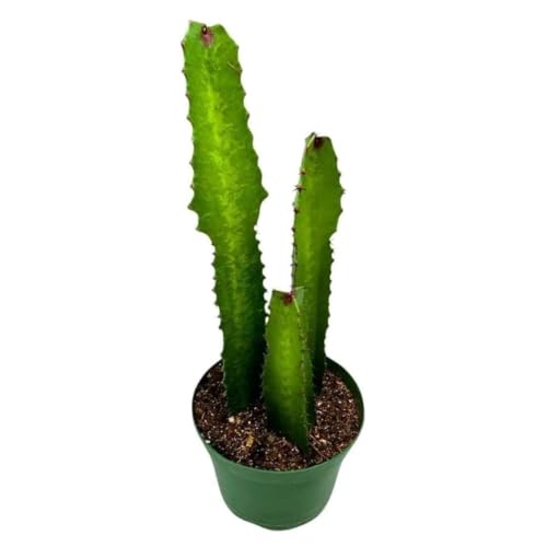 BubbleBlooms Green Milk Tree 6 inch Euphorbia Trigona African Milktree Cathedral Cactus