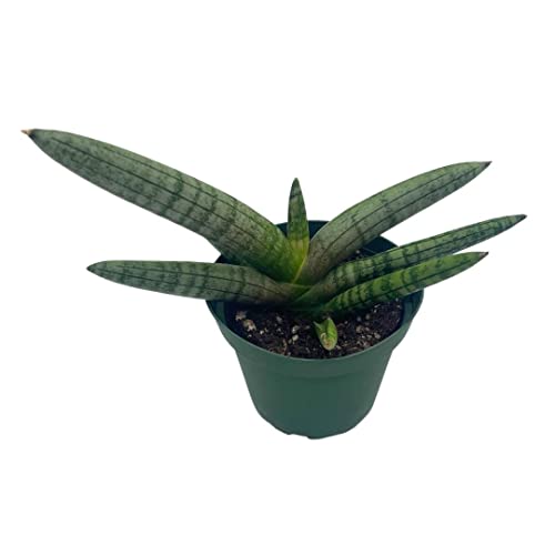BubbleBlooms Sansevieria Starfish Snake Plant in a 4 inch Pot