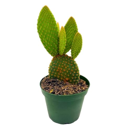 BubbleBlooms Bunny-Ears Prickly-pear Copper Red, 3 inch Pot Opuntia microdasys