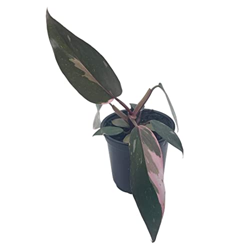 BubbleBlooms Philodendron Pink Princess in a 4 inch Pot Extremely Rare House Plant