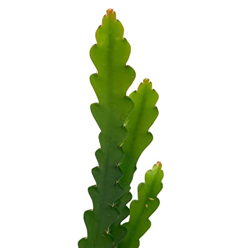 BubbleBlooms Fish Bone Climbing RIC Rac Cactus in a 4 inch Pot weberocereus imitans