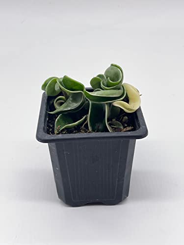 BubbleBlooms Variegated Hindu Rope in 2 inch Pot Rare Hoya Carnosa Compacta Regalis