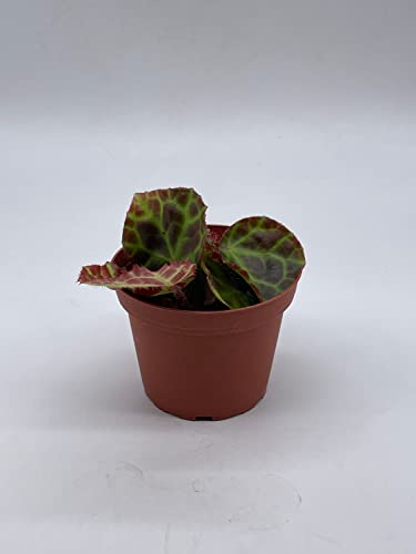 BubbleBlooms Harmony's Begonia Rajah in a 4 inch Pot Extremely Rare Homegrown Exclusive