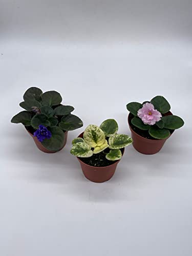 Harmony Foliage Harmony's African Violet Assortment Set, 4 inch pots 3 Different African Violets Gesneriad Plants