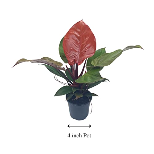 BubbleBlooms Philodendron McColley's Finale, 4 inch Bright Red Philo