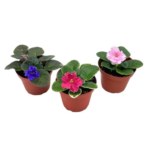 Harmony Foliage Harmony's African Violet Assortment Set, 4 inch pots 3 Different African Violets Gesneriad Plants
