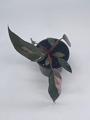 BubbleBlooms Philodendron Pink Princess in a 4 inch Pot Extremely Rare House Plant