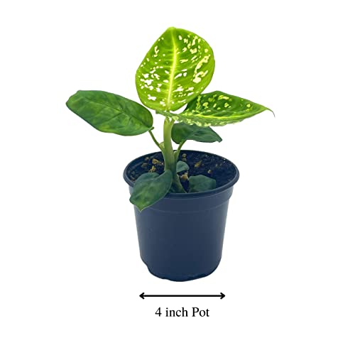BubbleBlooms Dieffenbachia Reflector in a 4 inch Pot Dumb Cane House Plant Variegated