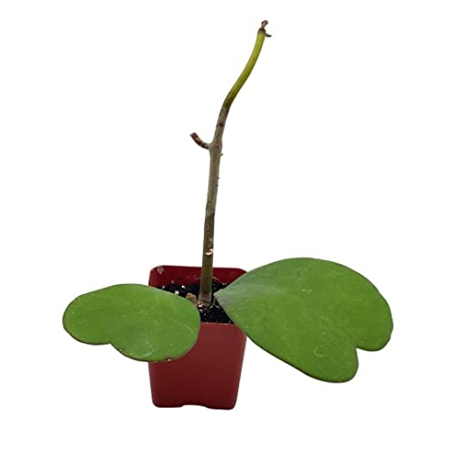 BubbleBlooms Hoya Kerrii Hearts On The Vine, with at Least 2+ Hearts, Vining Plant in a 2 inch Pot Well Rooted