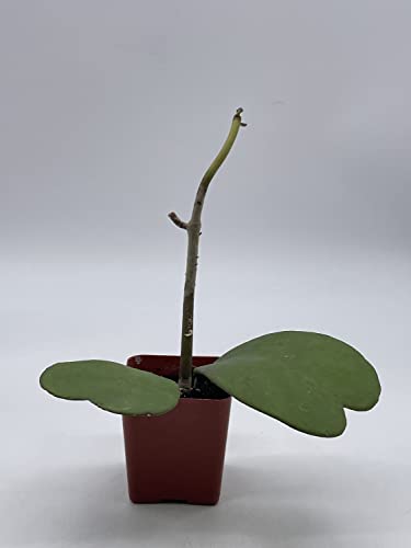 BubbleBlooms Hoya Kerrii Hearts On The Vine, with at Least 2+ Hearts, Vining Plant in a 2 inch Pot Well Rooted