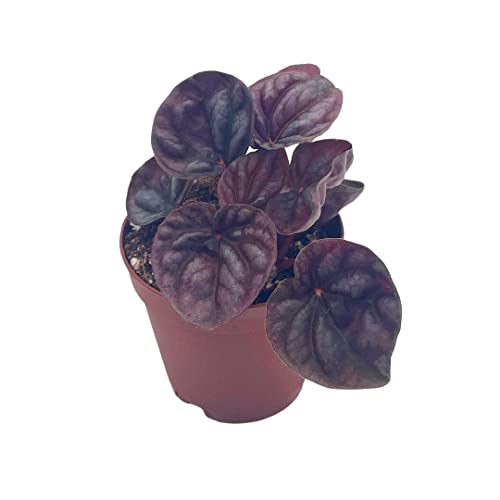 BubbleBlooms Red Peperomia caperata, Red Emerald Ripple, Frost, Platinum, in a 2 inch Pot Tiny Mini Pixie Plant