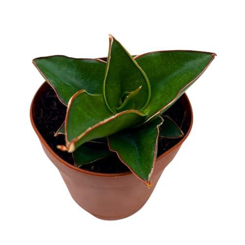 sansevieria blue BubbleBlooms Sansevieria Samurai Dwarf 2 inch Blue Star Snake Plant – Florida House Plants